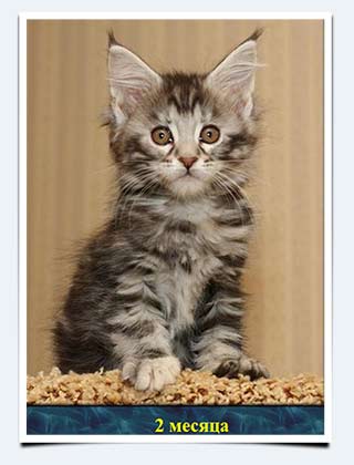 фото котенок МСО мейнкун купить котенка на выставке