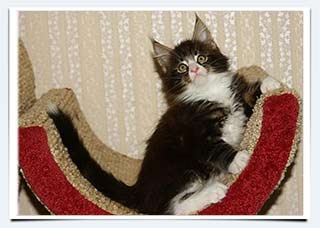 фото котенок мейн кун котик Шарм питомник кошек мейн кунов г. Саратов