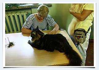 Charm Miliy Drug фото кота мейн куна выставка кошек Волгоград Мега Центр 3-4 сентября 2011 г.