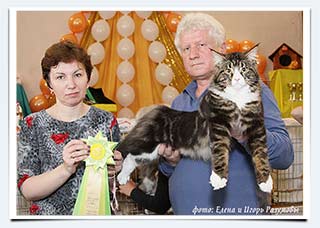 фото котенок мейн кун Шарм Милый Друг из питомника Природный Шарм лучший юниор монопородного ринга на выставке в Пензе 13-14 ноября 2010 г.
