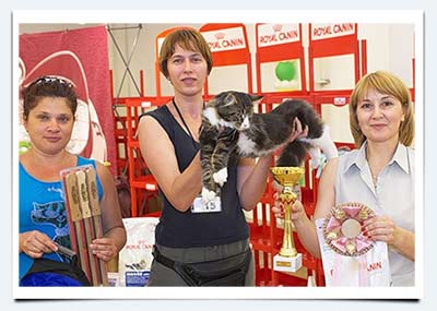 фото котенок мейн кун Шарм лучший котенок второго дня выставки в самаре клк Happy Planet Счастливая Планета