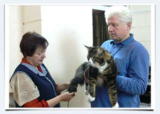 фото выставка кошек в Волгограде 14 декабря 2010 г. экспертиза кот менйкун Шарм из питомника Самойловой Галины