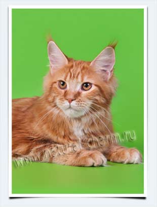 фото котенок мейн кун возраст 3 месяца