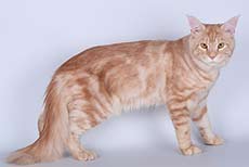 фото кот мейн кун Gr.Int.Ch. IL*ShayCoon`s X-Clusive Silver