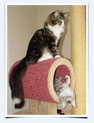 фото мейн куны кот мейн кун Шарм и кошка мейн кун Джини питомник Самойловой Галины Природный Шарм г. Саратов