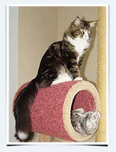 фото кошек мейн кун питомник мейн кунов саратов Самойловой Галины элитные коты кошки котята