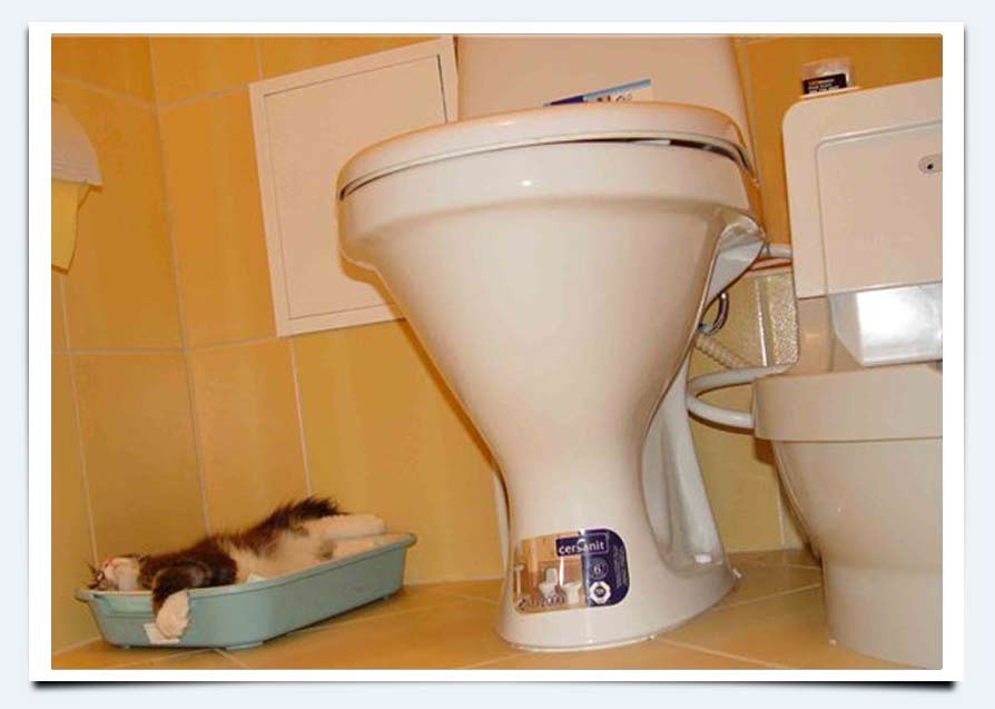 Как приучить котенка к лотку: 5 этапов быстрого приучения котят к туалету в квартире