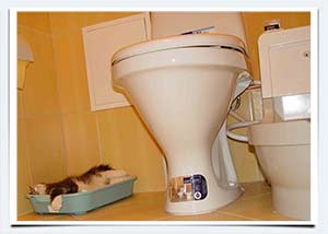 фото автоматический туалет для кошек израиль