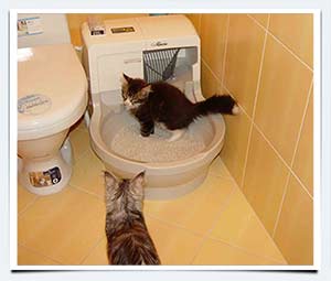 автоматический туалет для кошек фото