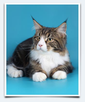 фото кот мейн кун из Саратовского питомника мейн кунов Природный Шарм 