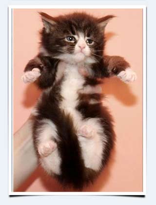 фото котята мейн кун ласковые гиганты питомник мейн кунов Самойловой Галины Саратов
