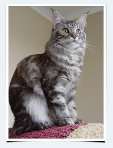 фото взрослая кошка мейн кун окрас голубой серебристый мраморный