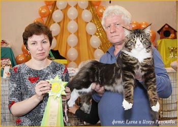 Шоурезультаты кота Мейн Куна на выставках кошек