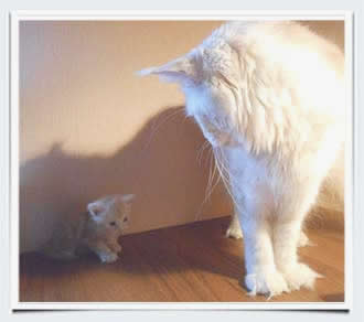 фото котенок мейн кун Веселый Персик и заботливая тетушка мейн кун Оттава