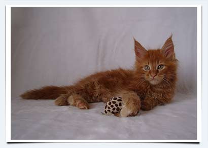 фото котенок майн кун питомник кошек россия