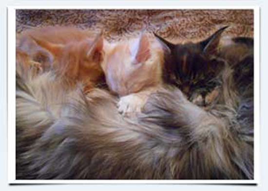 фото котята мейн кун питомник в саратове россия
