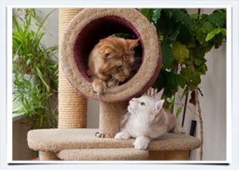 фото кот мейн кун кошка мейн-кун из питомника кошек в г. саратов россия