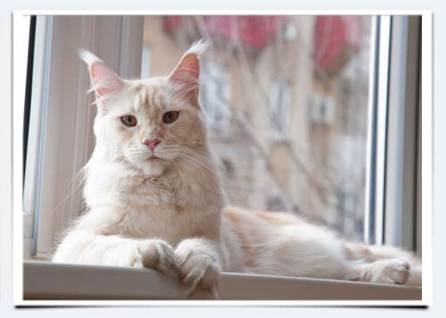 фото кошка мейн кун питомники кошек россия саратов