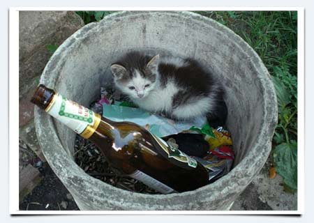 фото из интернета бездомные кошки