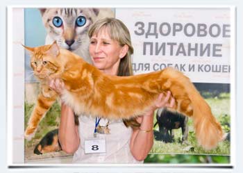 фото кот мейн кун выставочная растяжка правильный показ мейн куна на выставке