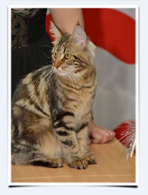 фото кошка мэйнкун выставка клк бисер в пензе