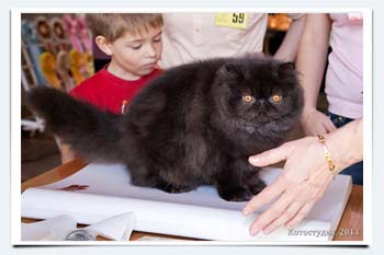 фото котенок перс сколько весит взвешивание на выставках кошек саратов