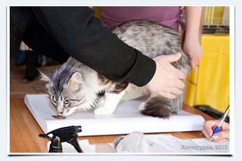 фото сколько весит кошка майн кун взвешивание кошек на выставке
