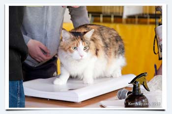 фото сколько весит кошка мэйн кун взвешивание на выставках кошек