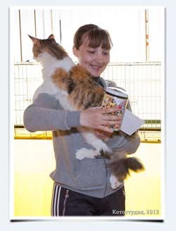 фото кошка майнкун сколько весит взвешивание на выставках кошек саратов