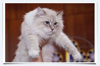 фото сколько весит кот сибиряк взвешивание на  выставках коешк