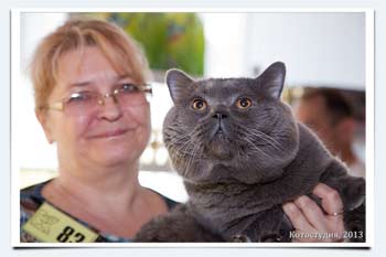 фото кот британец сколько весит взрослый кот взвешивание на выставках кошек