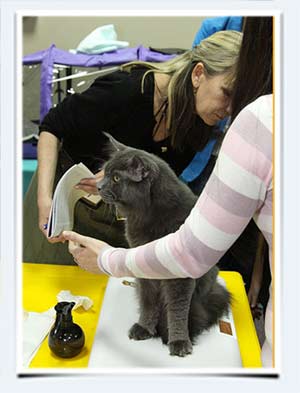 фото сколько весит взрослый кот мэйнкун взвешивание на выставках клк бисер пенза