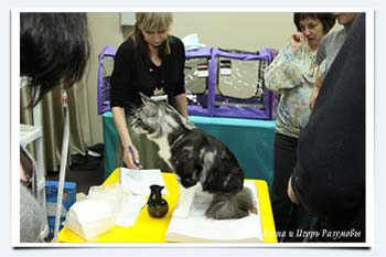 фото сколько весит майнкун кот в 2 года взвешивание на выставках клк бисер пенза