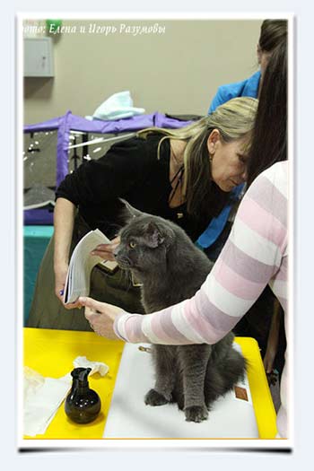 фото кот мейн кун вес в 1 год взвешивание на выставках кошек в пензе