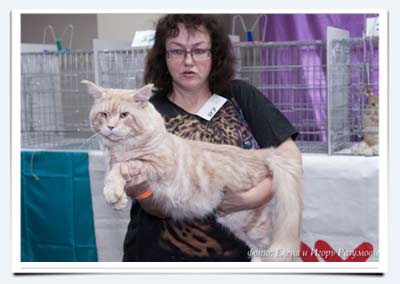 фото майн кун кот вес 10 кг