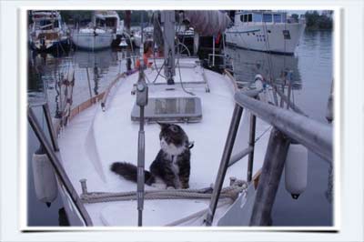 фото кот мейн кун на крейсерской яхте мурмундия