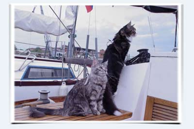 фото кошки мейн кун питомник мейн кунов саратов яхта лето волга