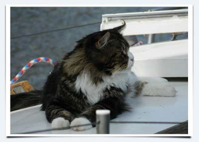 фото кот мейн кун Шарм Милый Друг питомник мейн кунов саратов яхта мурмундия