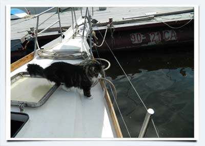 фрто мейн кун кот путешественних на яхте волга саратов яхта мурмундия