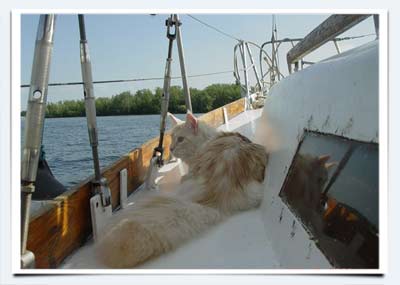 фото кошка мейн кун Оттава путешествие на яхте мурмундия