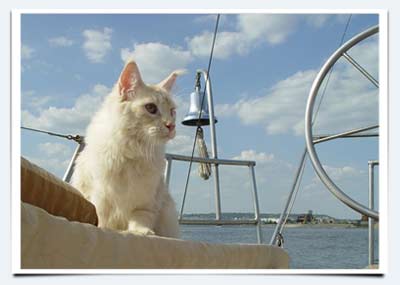 фото кошка мейнкун Оттава путешествие по Волге яхта мурмундия