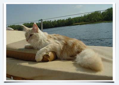 фрто кошки мейн кун лето волга яхта мурмундия