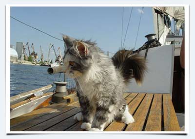 фото кошка мейн кун Айриш под парусами мурмундии волга саратов отдых на яхте