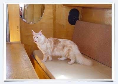 фото кошка мейнкун Оттава на яхте Мурмундия первое путешествие по реке Волга на яхте