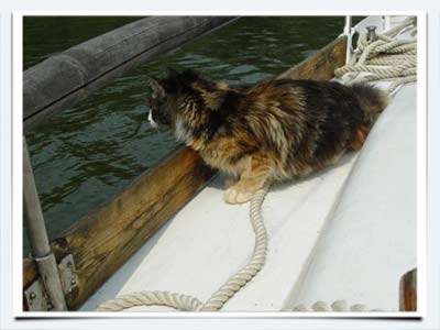фото кошка мейн кун Эмеральд на яхте мурмундия