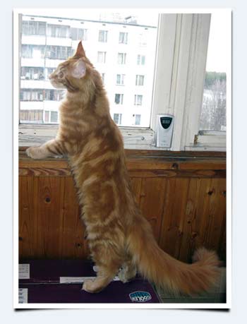фото кот мейн кун опасности открытые окна