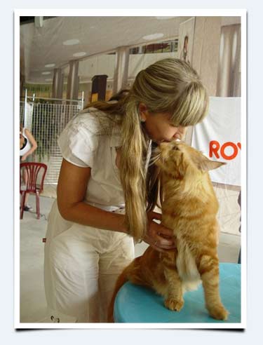 фото кот мейн кун гигантская домашняя кошка