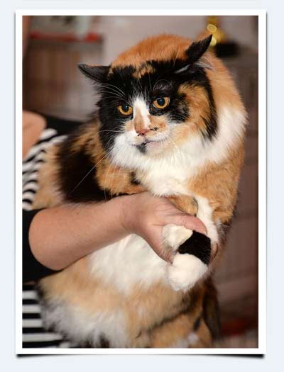 фото кошка курильский бобтейл Ассорти победитель конкурса взвешивания Пенза ноябрь 2014