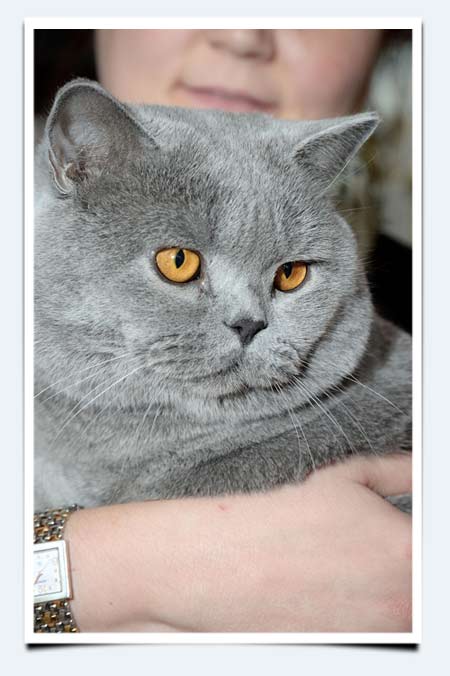 фото кот британец сколько весит британский кот взвешивание на выставке КЛК Бисер ноябрь 2014 Пенза