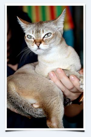 фото сколько весит котено майн кун выставка КЛК Бисер Пенза ноябрь 2014